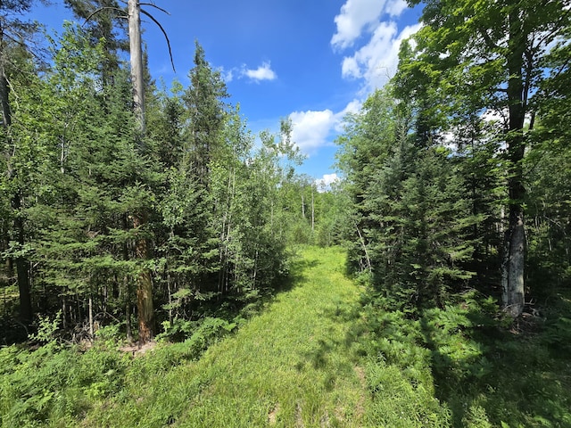 899 Bills Rd, Mio, MI 48647 - view of wooded area