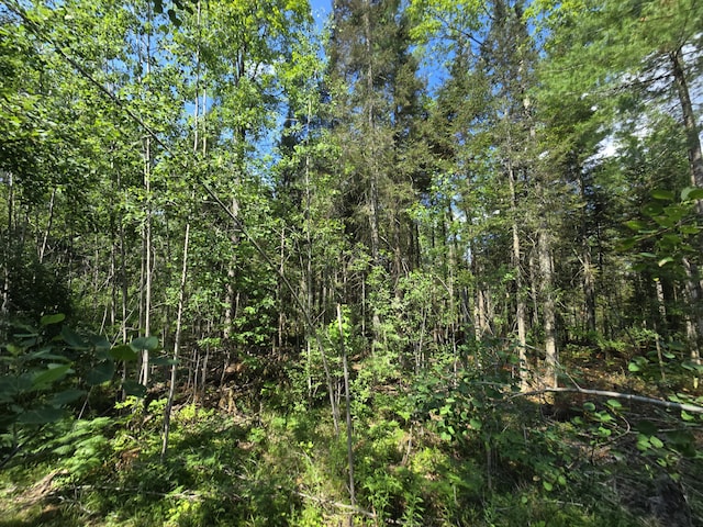 899 Bills Rd, Mio, MI 48647 - view of wooded area