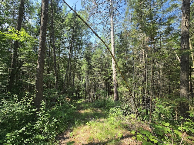 899 Bills Rd, Mio, MI 48647 - view of wooded area