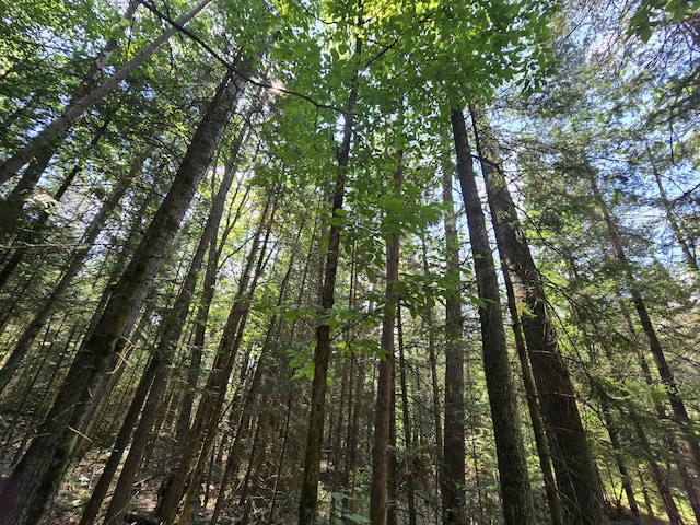 899 Bills Rd, Mio, MI 48647 - view of undeveloped land