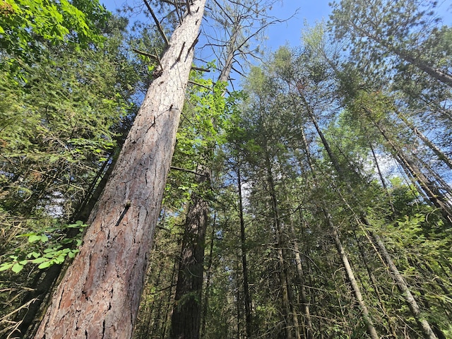 899 Bills Rd, Mio, MI 48647 - view of local wilderness