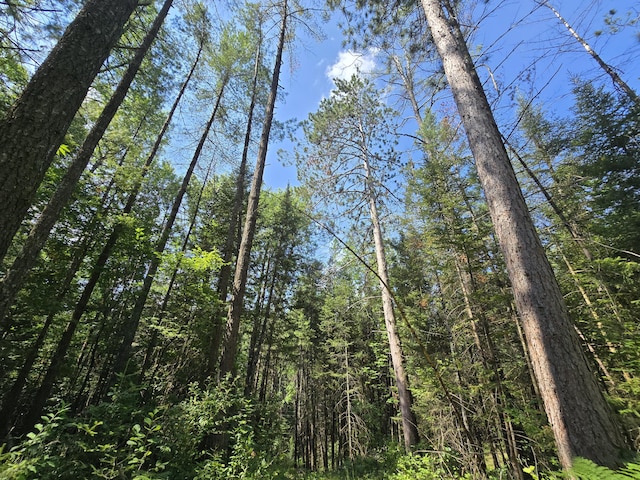 899 Bills Rd, Mio, MI 48647 - view of local wilderness