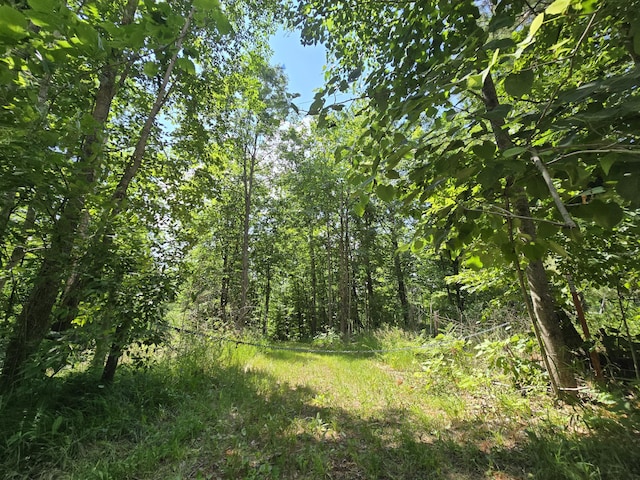 899 Bills Rd, Mio, MI 48647 - view of tree filled area