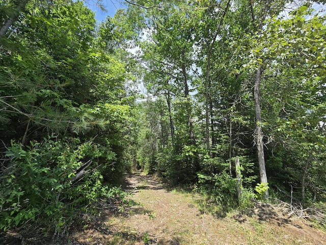 899 Bills Rd, Mio, MI 48647 - view of wooded area