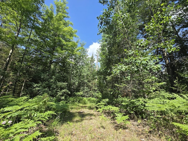 899 Bills Rd, Mio, MI 48647 - view of tree filled area
