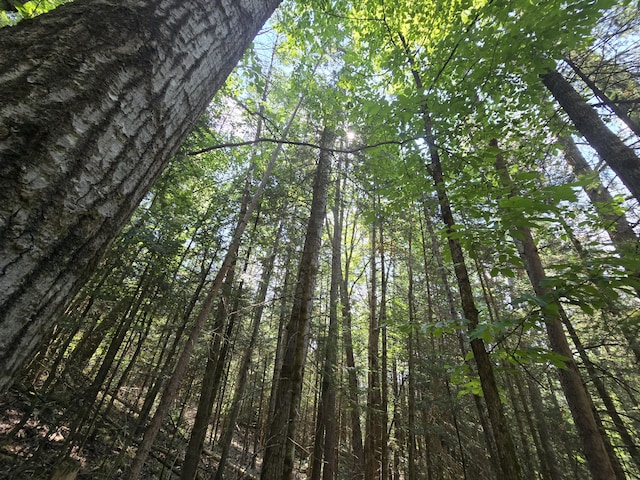 899 Bills Rd, Mio, MI 48647 - view of woods