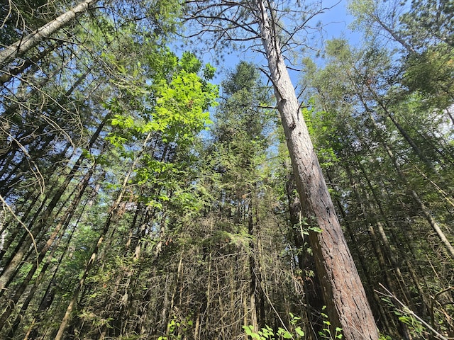 899 Bills Rd, Mio, MI 48647 - view of nature