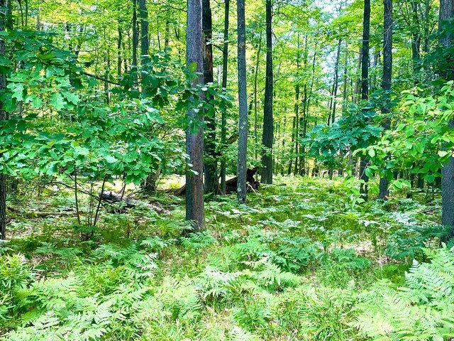 LOTS1-6 Garfield Blvd, Roscommon, MI 48653