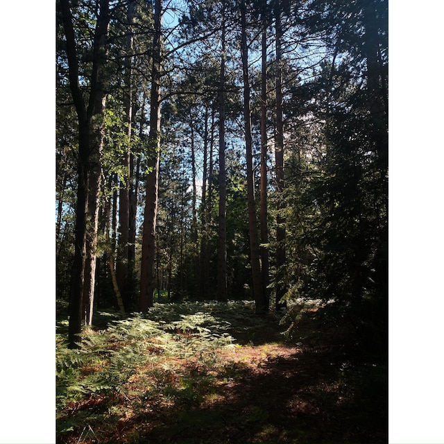 1235 Club Rd, Luzerne, MI 48636 - photo 43