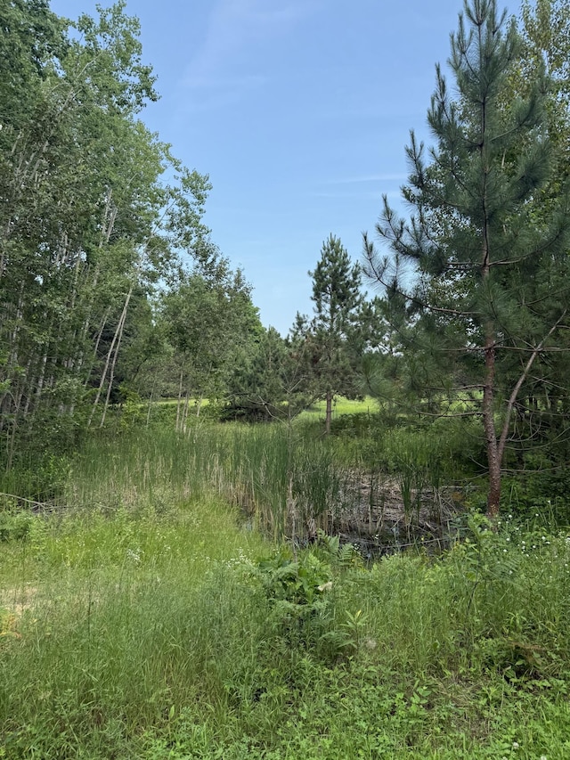 13631 Tolan Rd, Ossineke, MI 49766 - view of undeveloped land