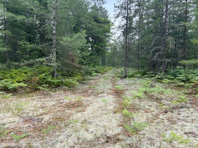 V/L N Wines Rd, Paradise, MI 49768 - photo 24