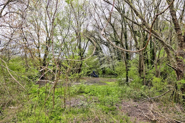 view of local wilderness