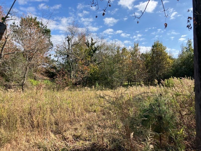 view of local wilderness