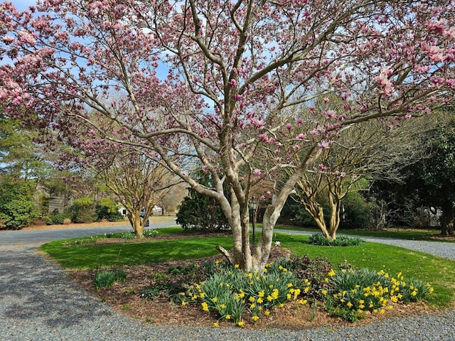 10388 Highland Ct, Exmore, VA 23350 - view of property's community featuring a yard