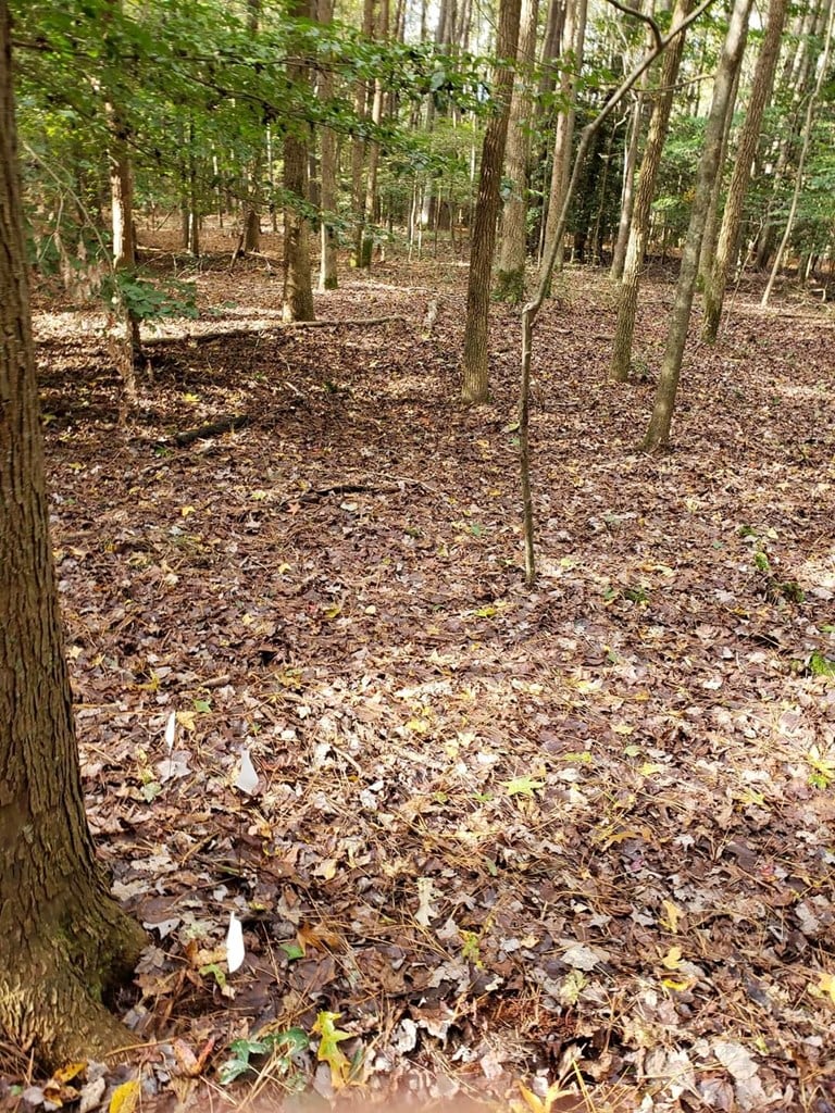 LOT41 Saxis Rd Unit 41, Temperanceville, VA 23442 - photo 3