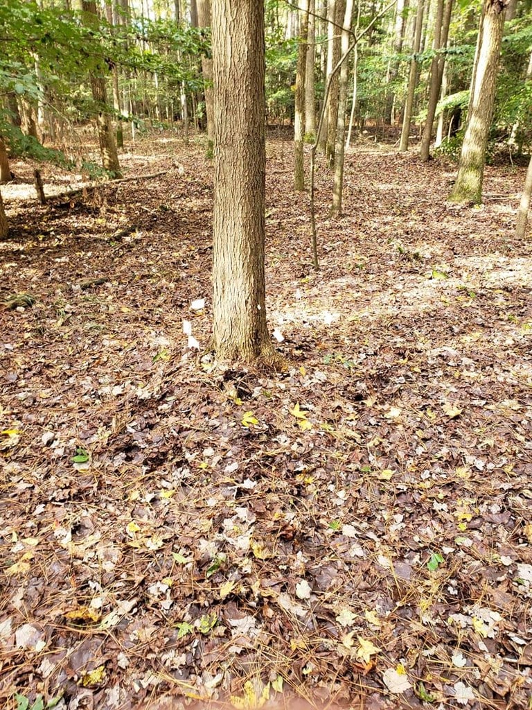 LOT41 Saxis Rd Unit 41, Temperanceville, VA 23442 - photo 4