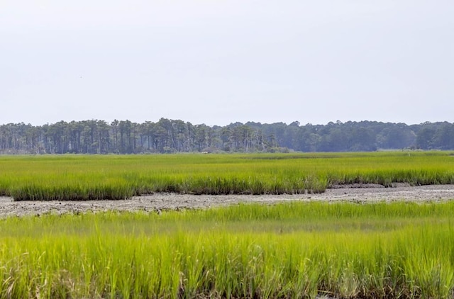 view of local wilderness