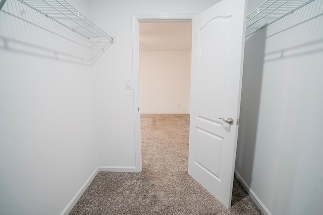 spacious closet featuring carpet flooring