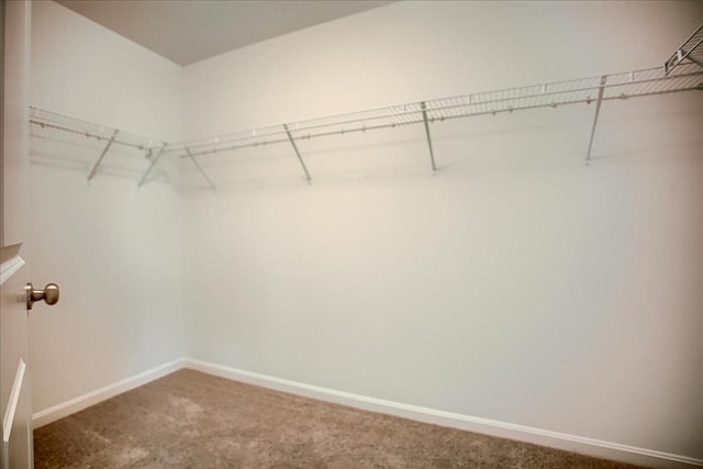 walk in closet featuring carpet