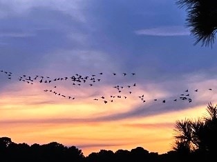 view of nature at dusk