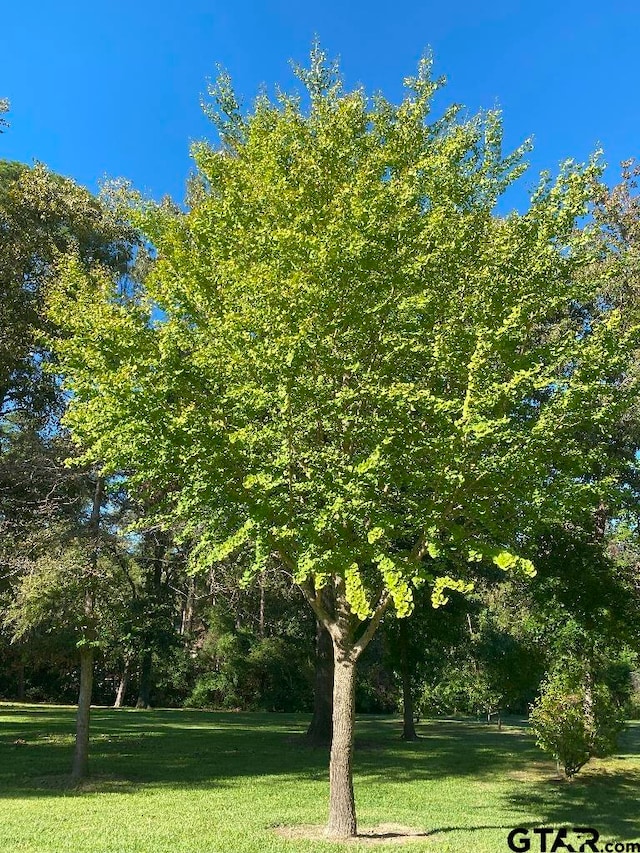 view of nature