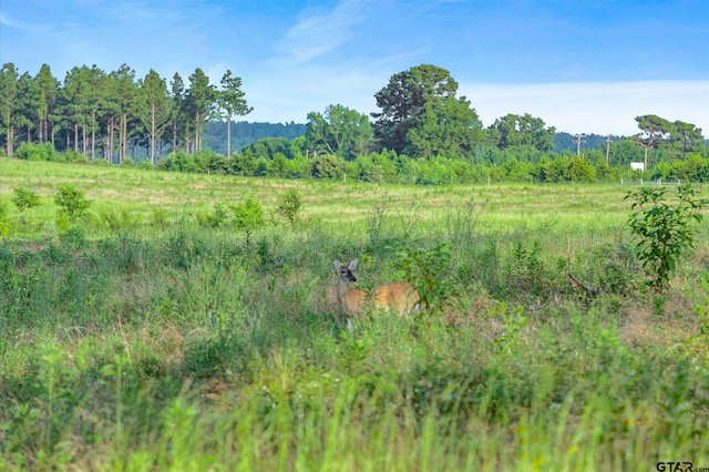 view of local wilderness