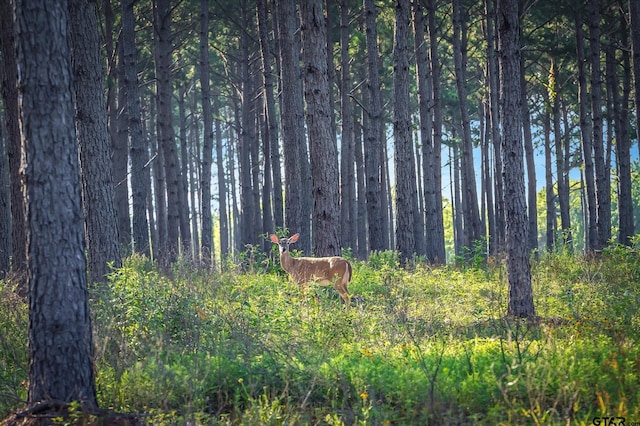 view of nature