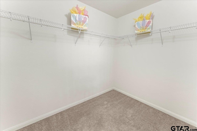 spacious closet featuring carpet floors