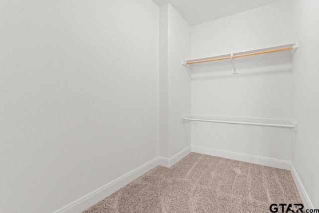 spacious closet featuring carpet