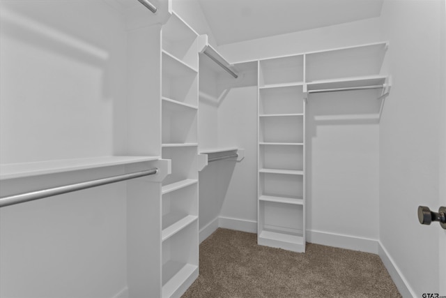 walk in closet featuring carpet floors