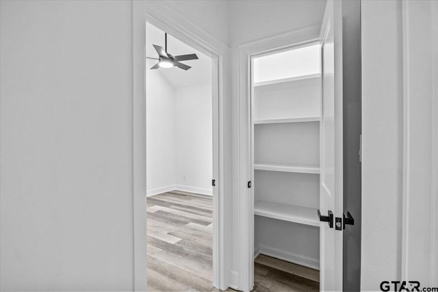 walk in closet featuring light hardwood / wood-style floors and ceiling fan