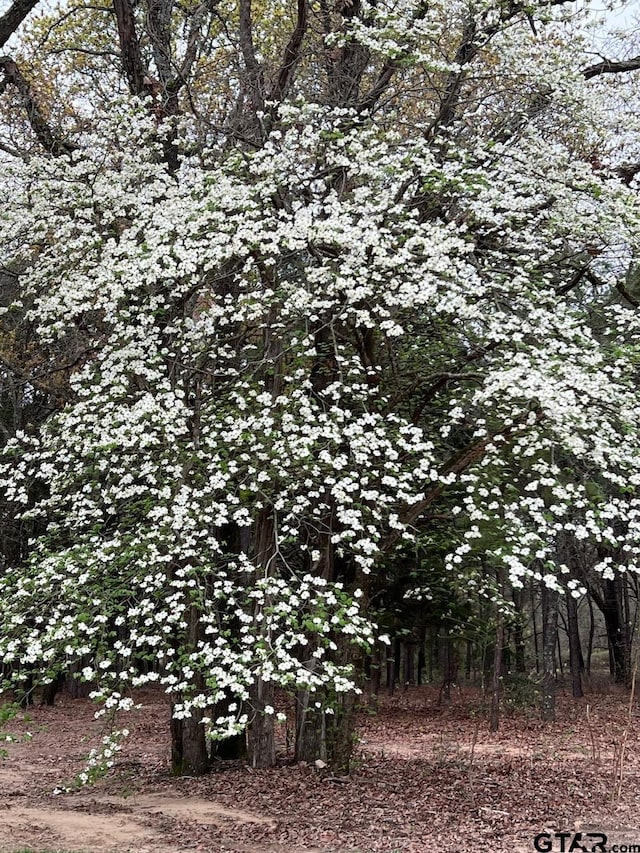 view of nature