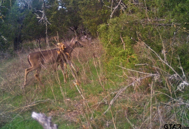 TBD Fm 2423, Grapeland, TX 75844