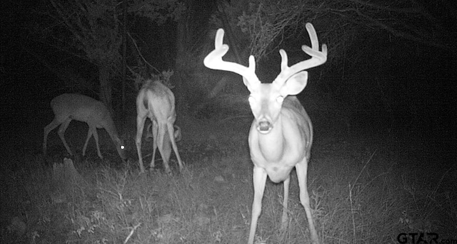 TBD Fm 2423, Grapeland, TX 75844