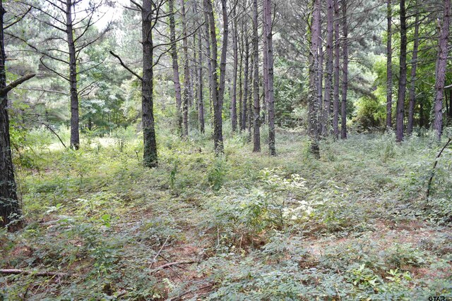 12545 Fm 968 W, Longview, TX 75602 - view of tree filled area
