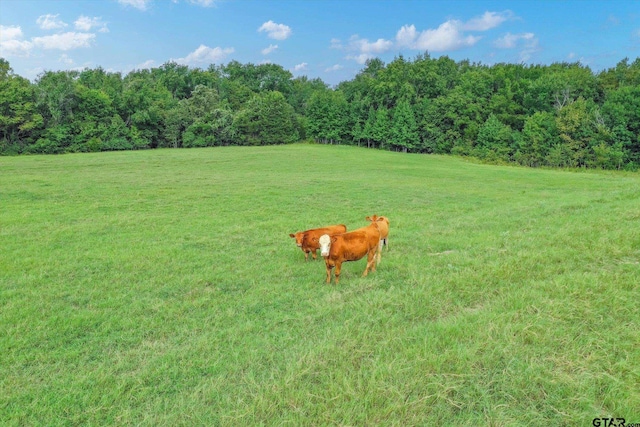 100/-ACRES Fm 773, Grand Saline, TX 75140 - photo 9
