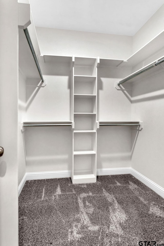 walk in closet with carpet floors