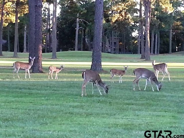 view of property's community featuring a lawn