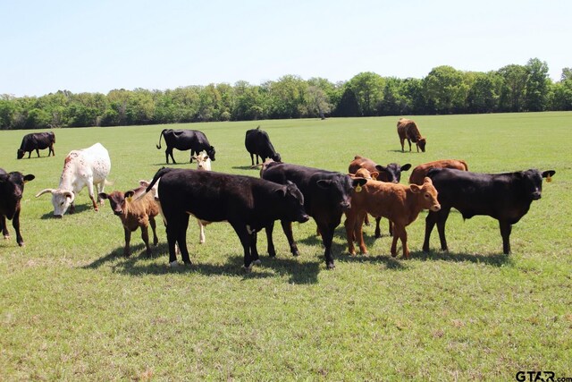 TBD Fm 17, Grand Saline, TX 75140 - photo 33