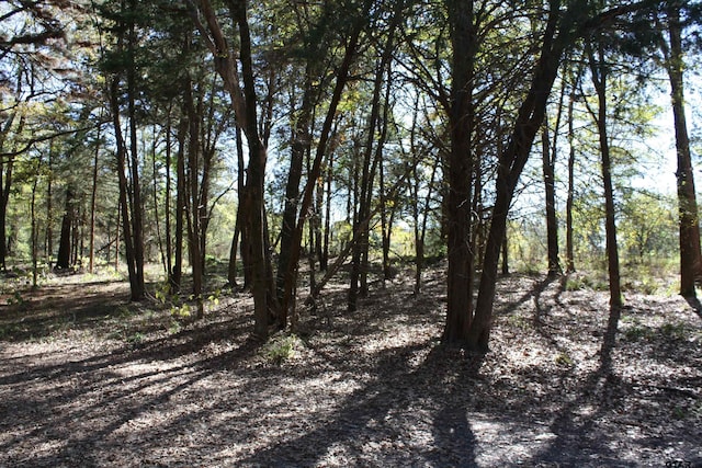 view of local wilderness