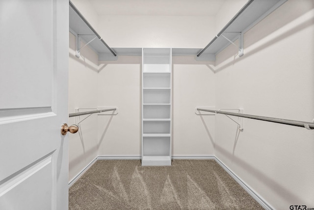 spacious closet featuring carpet