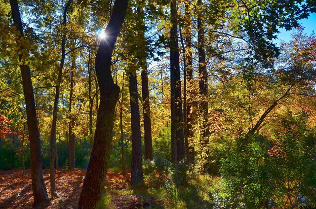 TBD Autumn Wood Trail, Holly Lake Ranch, TX 75765 - photo 16
