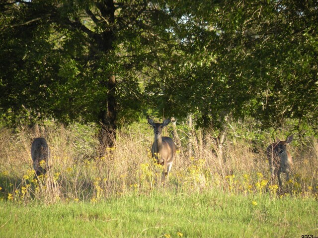 TBD Autumn Wood Trail, Holly Lake Ranch, TX 75765 - photo 14