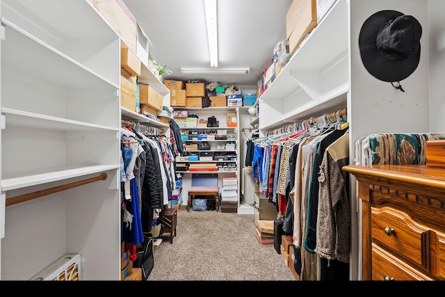 spacious closet featuring carpet flooring