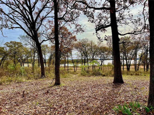 view of local wilderness