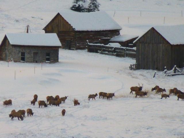 view of yard layered in snow