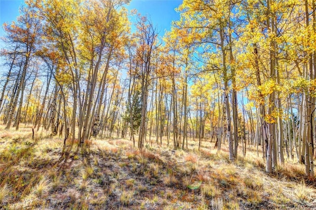 view of local wilderness