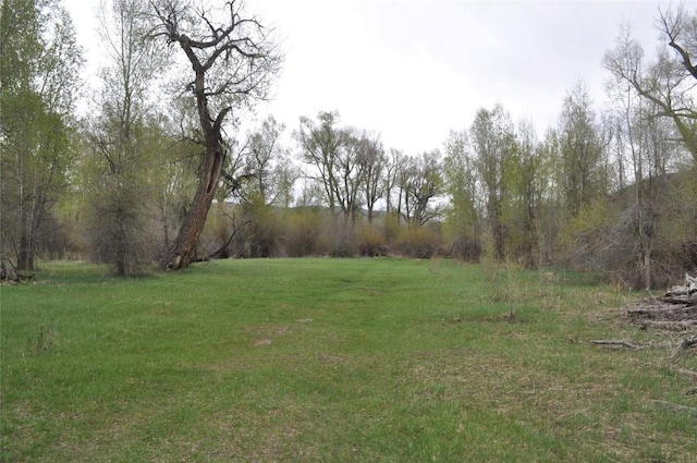 43855 Old Elk Trl, Steamboat Springs, CO 80487 - view of green lawn