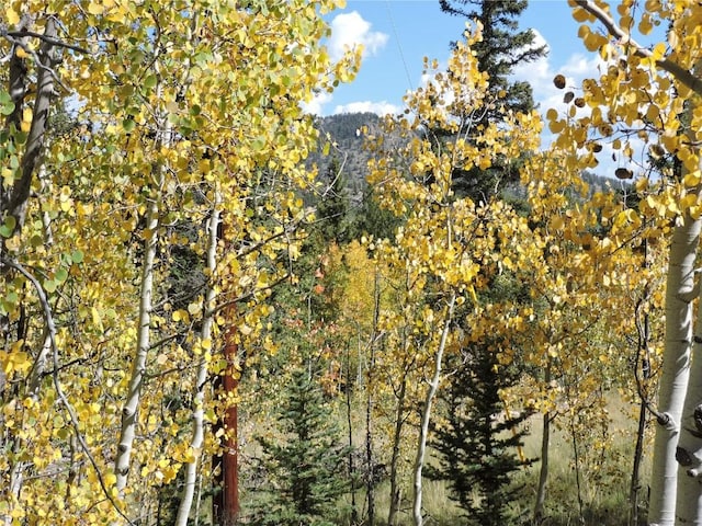 mountain view featuring a view of trees