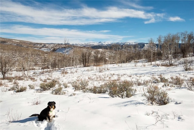 56025 Hannahs Way, Clark, CO 80428